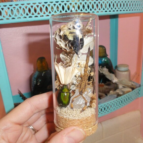 Scorpion Green Chafer Beetle Wasp Nest Bee & Crystal Oddity Jar taxidermy - Picture 13 of 16